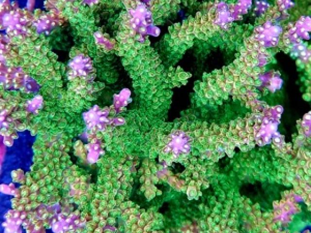 acropora ableger sps meerwasser korallen - 1