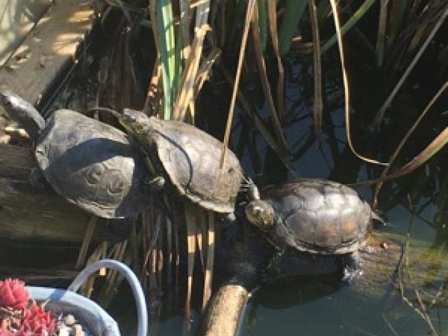 Europäische Sumpschildkröte - Emys orbicularis capolongoi (Sardinien) NZ von 2024 - 1