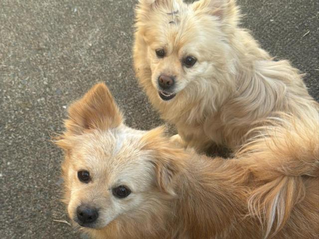 Jackrussel- spitz & spitz Shih Tzu - 1