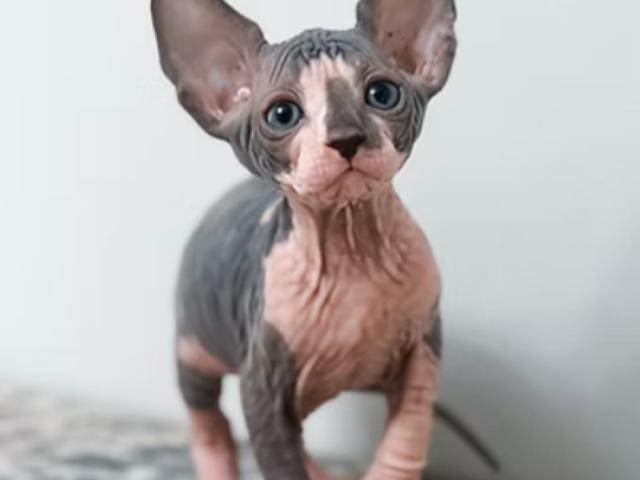 SUCHE Sphynx Kater Sphinx oder Elf - 1