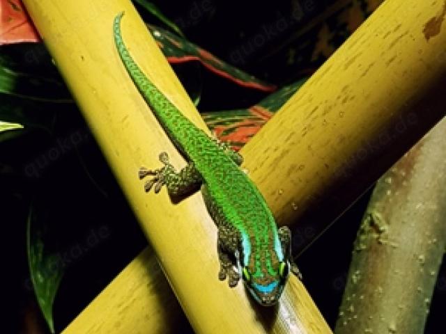 1.0 phelsuma inexpectata - 1