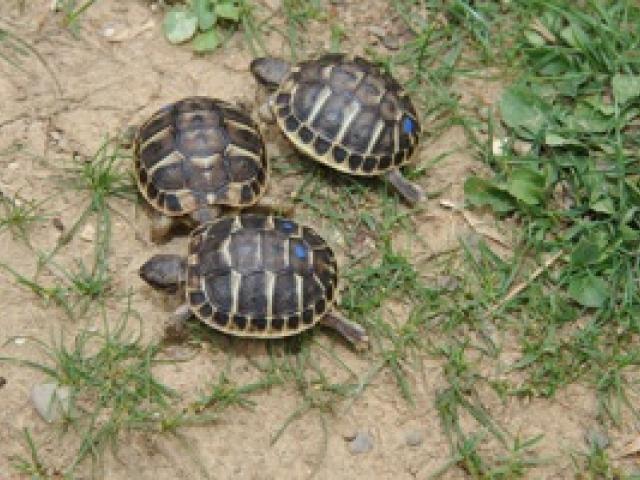 Testudo h. hermanni - Korsika - NZ 2024 - 1