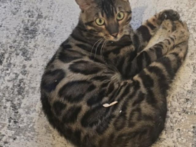 Black rosetted Bengal Kater - 1