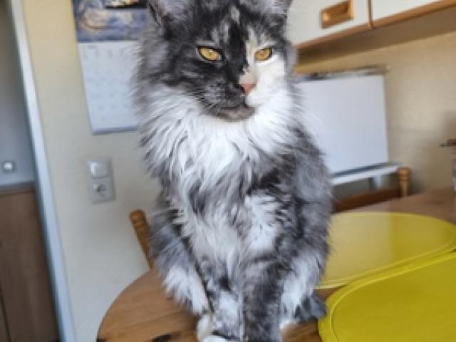 Maine Coon Tennager - 1