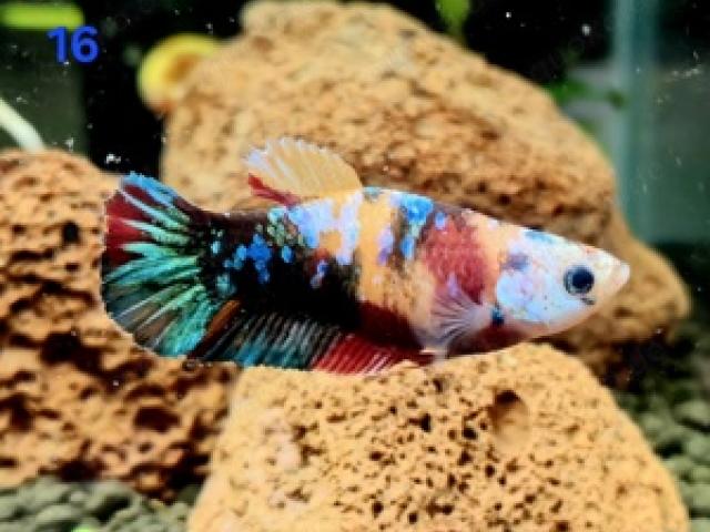 Kampffisch Männchen Betta splendens HMPK Koi - 1