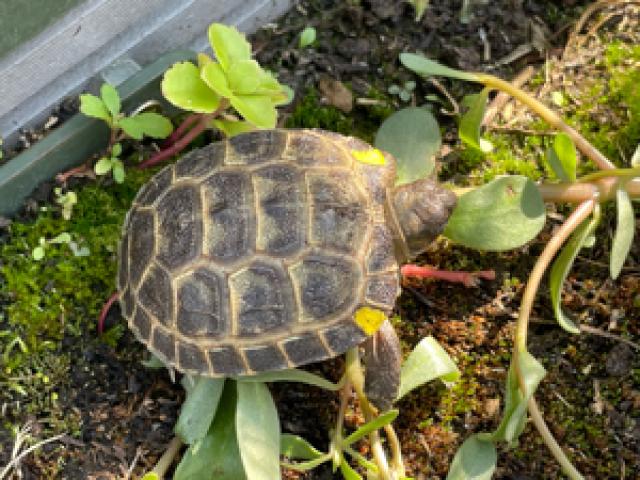 Nachzuchten Steppenschildkröte von 2024   Testudo Horsfieldii   Landschildkröte - 1