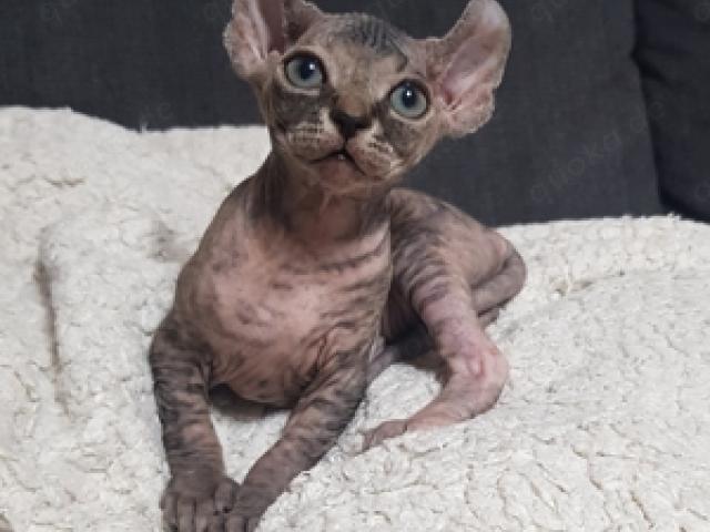 Sphynx ELF Baby kitten Kätzchen Katzen - 1