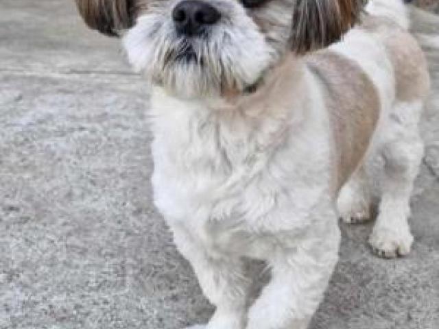 Shih Tzu welpen - 1