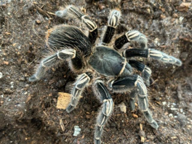 0.1 Aphonopelma seemanni - 1