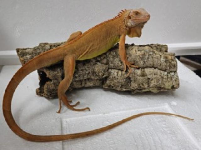 Iguana Iguana Grüner Leguan Albino rot - 1