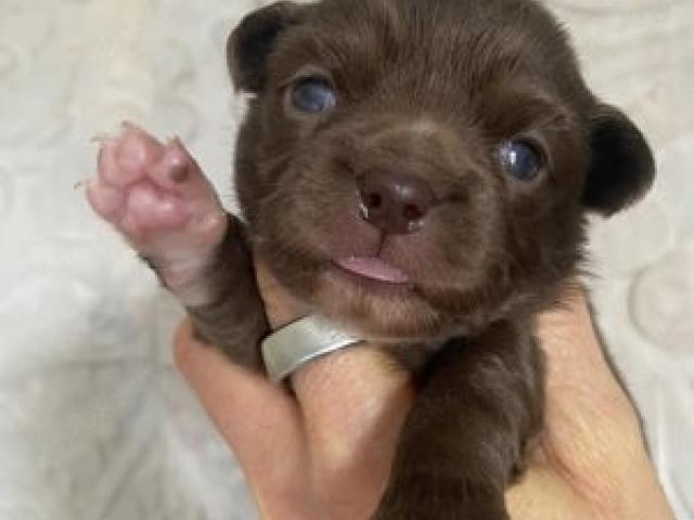 Chihuahua Welpen mit Ahnentafel in schoko Langhaar - 1