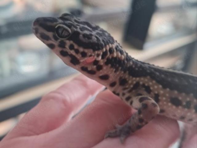 Leopardgecko Black Night Bold Bandit Weibchen Eublepharis macularius - 1